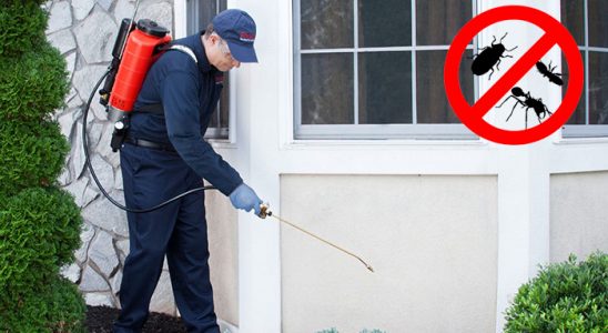 Çay Bit İlaçlama böcek ilaçlama ve haşere kontrolü — ilaclama-tr.com